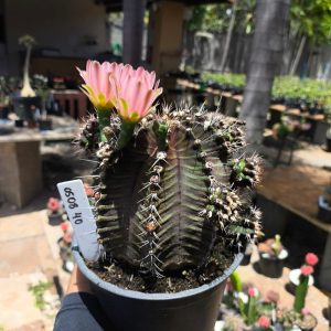 0508 40 Gymnocalycium Flor roxa - Adulto