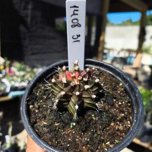 1408 31 Gymnocalycium Variegata