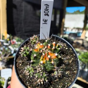 1408 34 Gymnocalycium Variegata
