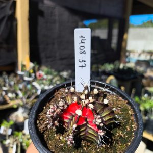 1408 37 Gymnocalycium Variegata
