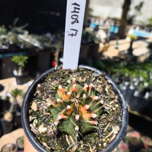 1408 17 Gymnocalycium Variegata