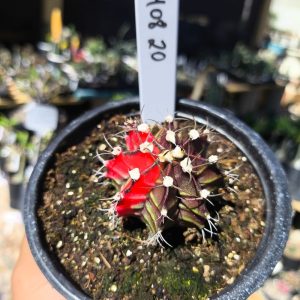 1408 20 Gymnocalycium Variegata