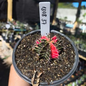 1308 37 Gymnocalycium Variegata