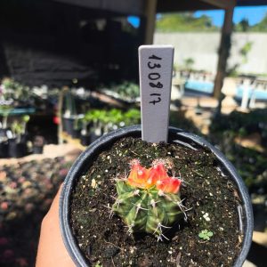 1308 17 Gymnocalycium Variegata