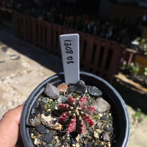 1308 08 Gymnocalycium Variegata