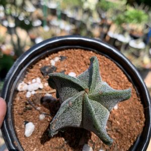 Astrophytum Ornatum Pentacostatum