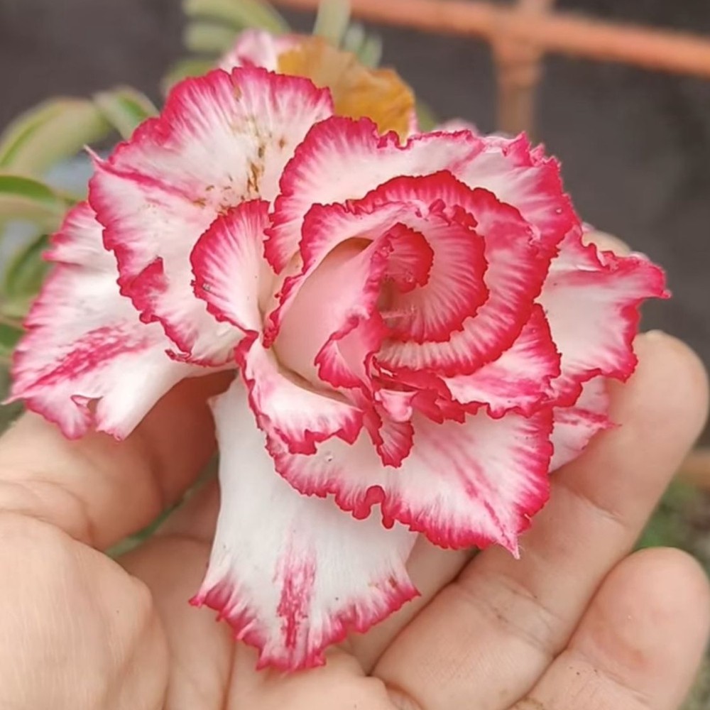 Podadinha - Rosa do Deserto Cake Tower (Branca, Vermelha Florífera)