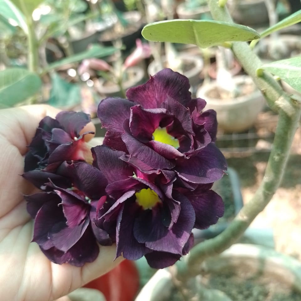 Podadinha - Rosa do Deserto Berinjela (Vinho Florífera)
