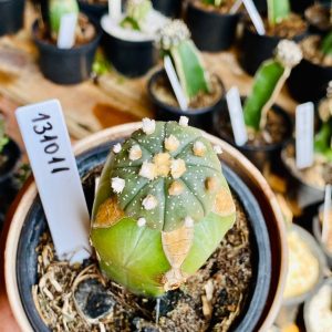 1310 11 Cacto Astrophytum ásteria