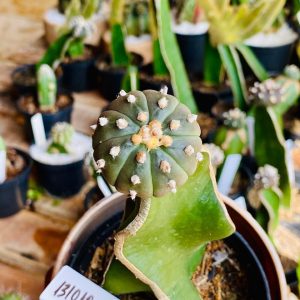 1310 10 Cacto Astrophytum ásteria