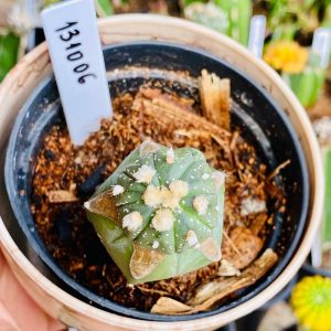1310 06 Cacto Astrophytum ásteria
