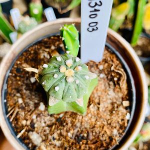 1310 03 Cacto Astrophytum ásteria