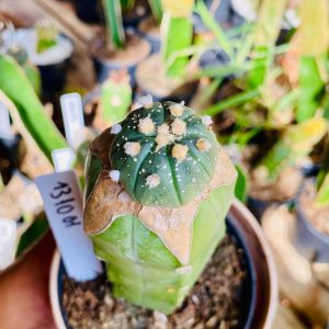 1310 01 Cacto Astrophytum ásteria