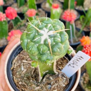 1110 42 Coryphantha elephantidens pt11