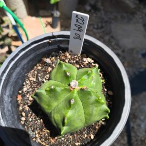 2209 08 Astrophytum