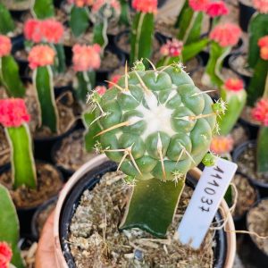 1110 37 Cacto Coryphantha elephantidens ( PRIME )
