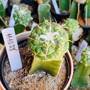 1110 28 Cacto Coryphantha elephantidens ( VIP )