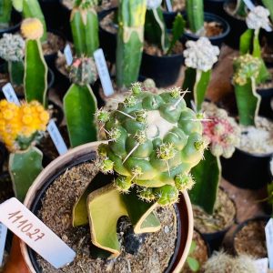 1110 27 Cacto Coryphantha elephantidens ( VIP )