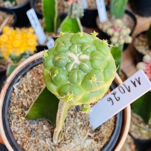 1110 26 Cacto Coryphantha elephantidens ( VIP)