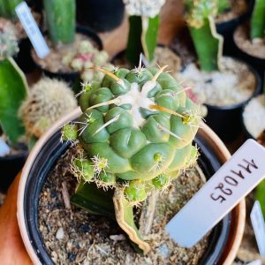 1110 25 Cacto Coryphantha elephantidens ( VIP )