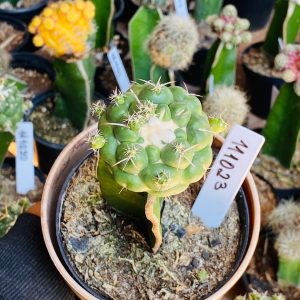 1110 23 Cacto Coryphantha elephantidens ( VIP )