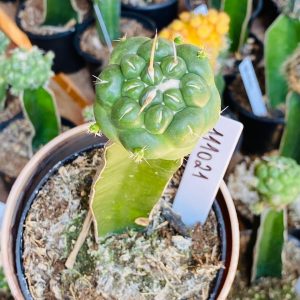 1110 21 Cacto Coryphantha elephantidens ( VIP )