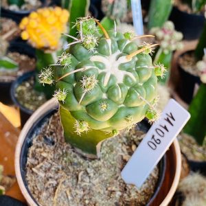 1110 20 Cacto Coryphantha elephantidens