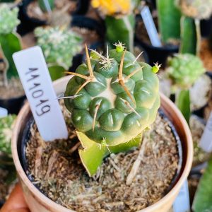 1110 19 Cacto Coryphantha elephantidens ( VIP )