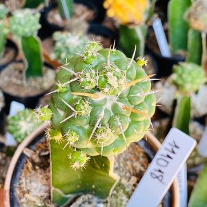 1110 18 Cacto Coryphantha elephantidens ( VIP )