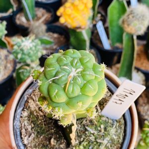 1110 17 Cacto Coryphantha elephantidens ( VIP )