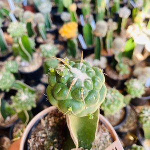 1110 01 Cacto Coryphantha elephantidens ( VIP )