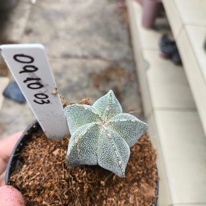 0910 03 Cacto Astrophytum Ozunca V-Type