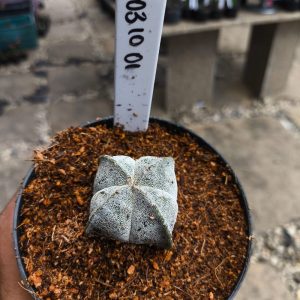 0310 01 Cacto Astrophytum Myriostigma Quadricostatum