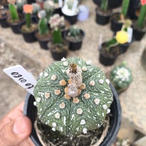 0810 07 Cacto Astrophytum Asterias