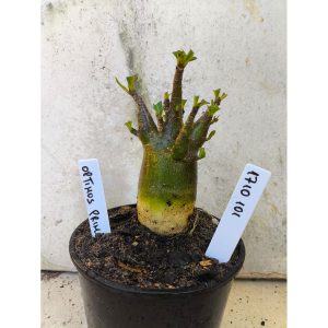 1710 101 Arabicum Optmus Prime - F2 12 meses