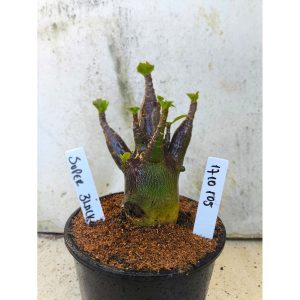1710 105 Arabicum Super Black - F2 12 meses