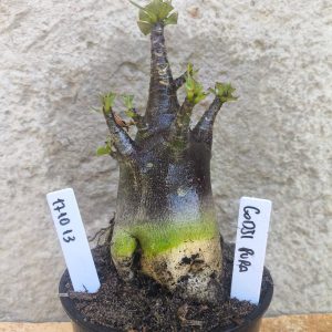 1710 13 Arabicum Godji Pura - F2 12 meses - VITRINE