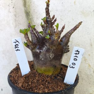 1710 03 Arabicum T-rex - F2 12 meses - VITRINE