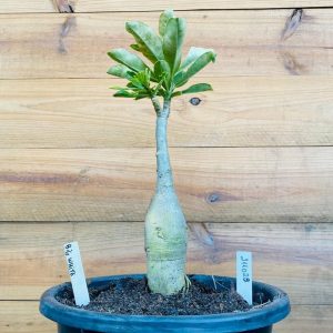 2110 29 Big Caudex Big White
