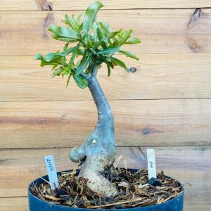 2110 17 Big Caudex Eva