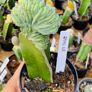 2110 68 Myrtillocactus geometrizans Cristata ( VIP )