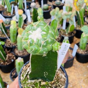 2110 61 Cacto Coryphantha Elephantidens ( VIP )