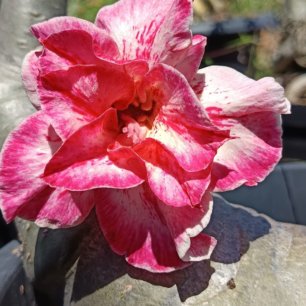 Podadinha - Rosa do Deserto Pola (Rosa Florífera)