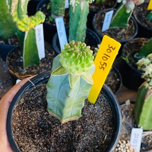 3010 55 Cacto Stenocactus multicostatus inermis