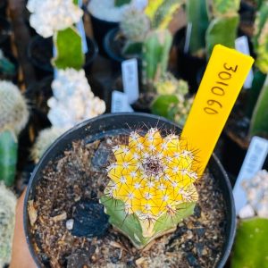 3010 60 Cacto Cipocereus Bradei Variegata