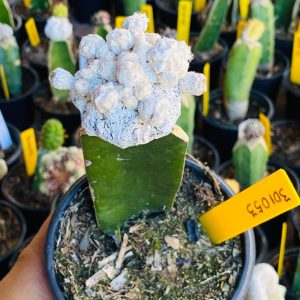 3010 53 Cacto Snowball