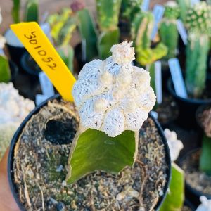 3010 52 Cacto Snowball