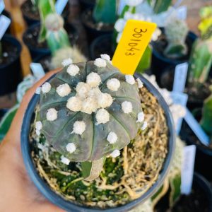 3010 43 Cacto Astrophytum Asterias Purple