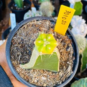 3010 20 Cacto Echinocereus knippelianus f. variegata