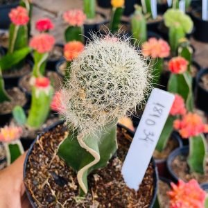 1810 34 Cacto Sulcorebutia Hertusii